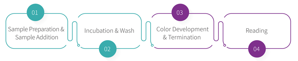 Procedure of Lentivirus Titer p24 ELISA Detection Kit